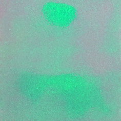 Stahls CCD2002 Cad-Cut Disco Green